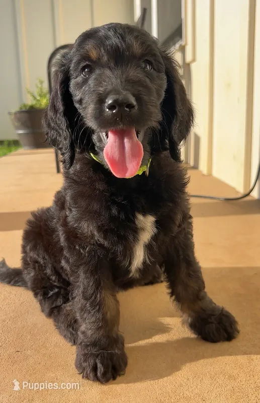 🖤Whiskey – Goldendoodle puppy for sale in Tyler, TX
