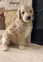 Bailey, a female Goldendoodle for sale in Tyler, TX – 3 of 3