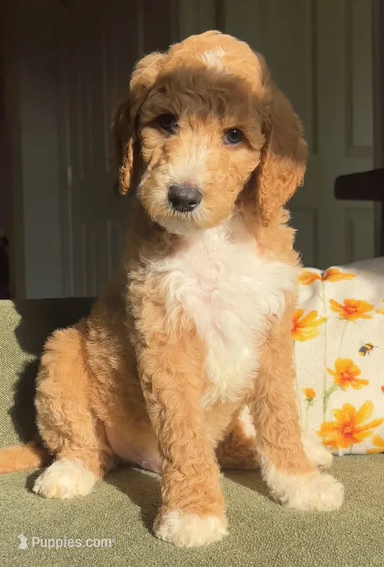 River – Goldendoodle puppy for sale in Tyler, TX