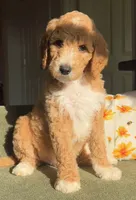 Standard F1BB- River, a male Goldendoodle for sale in Tyler, TX – 1 of 4