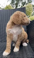 Lake, a male Goldendoodle for sale in Tyler, TX – 2 of 3