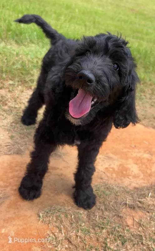Standard F1BB Goldendoodle  – Goldendoodle puppy for sale in Tyler, TX