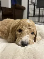 Lake, a male Goldendoodle for sale in Tyler, TX – 3 of 3