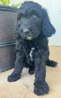 Standard F1BB Goldendoodle , a female Goldendoodle for sale in Tyler, TX – 2 of 4