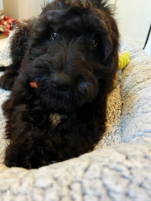 Luna – Goldendoodle puppy for sale in Tyler, TX