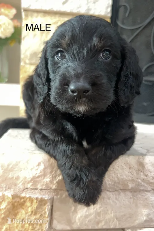 Whiskey – Goldendoodle puppy for sale in Tyler, TX