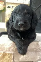 Whiskey, a male Goldendoodle for sale in Tyler, TX – 1 of 3