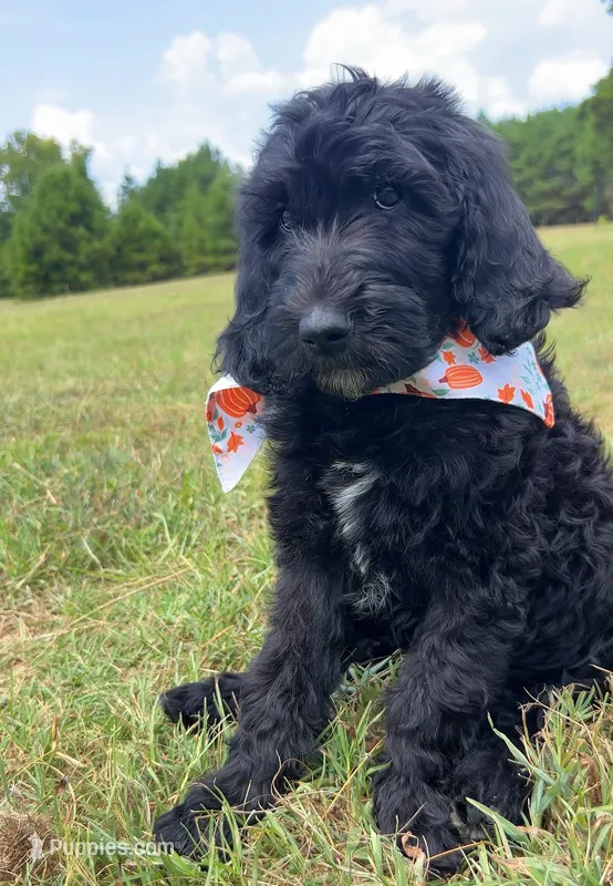 Standard F1BB Goldendoodle  – Goldendoodle puppy for sale in Tyler, TX