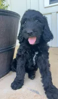 Standard F1BB Goldendoodle , a female Goldendoodle for sale in Tyler, TX – 1 of 4