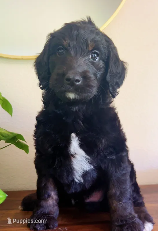 Jack – Goldendoodle puppy for sale in Tyler, TX