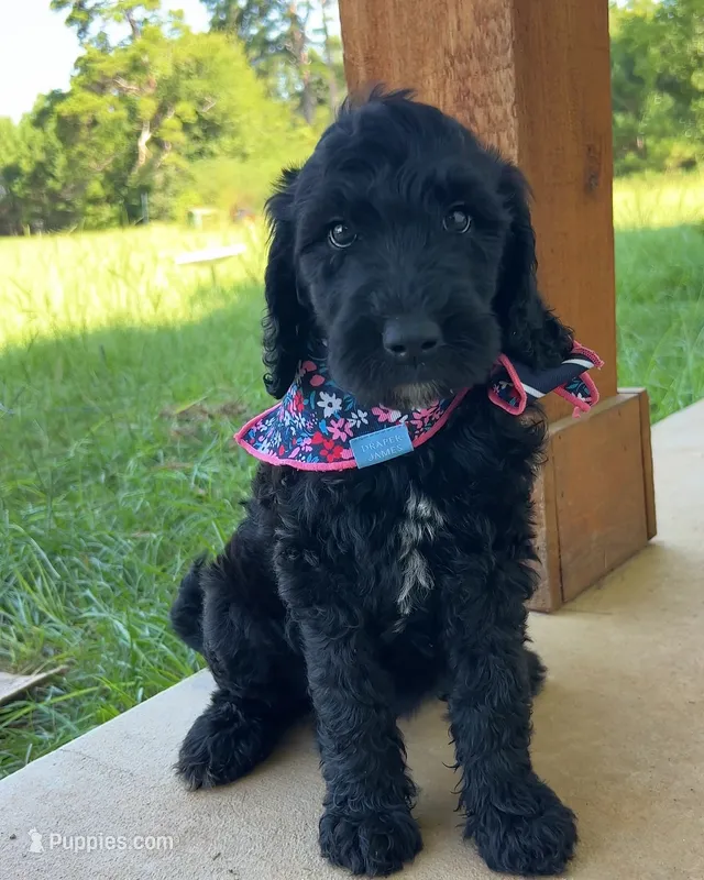 🌙Luna – Goldendoodle puppy for sale in Tyler, TX
