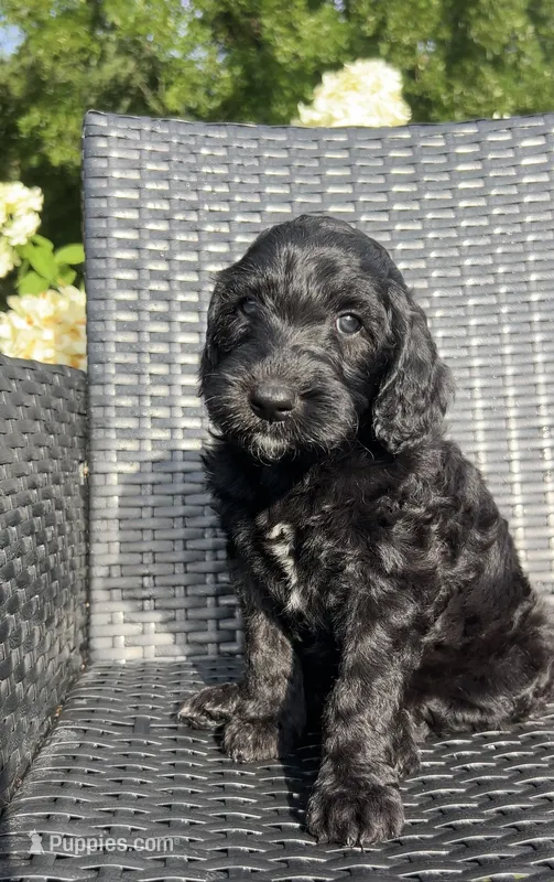 Luna – Goldendoodle puppy for sale in Tyler, TX