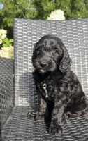 Luna, a female Goldendoodle for sale in Tyler, TX – 3 of 3