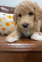 Lake, a male Goldendoodle for sale in Tyler, TX – 4 of 6