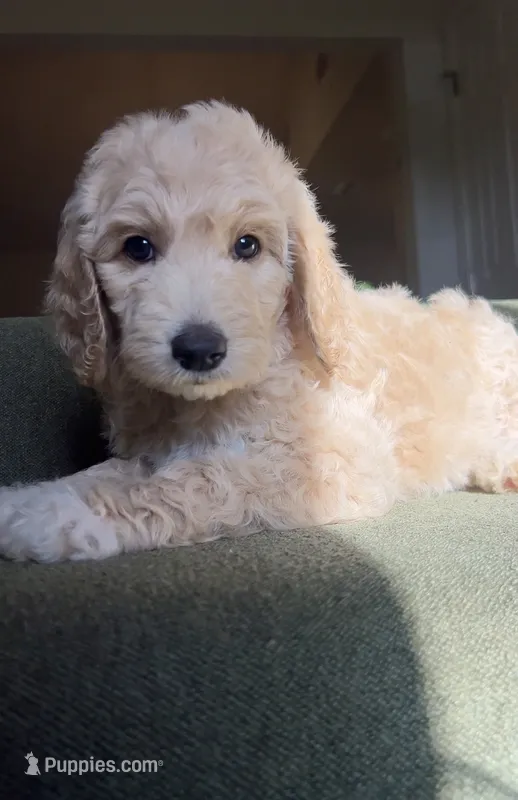 Bailey – Goldendoodle puppy for sale in Tyler, TX