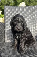 Luna, a female Goldendoodle for sale in Tyler, TX – 2 of 3
