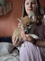 Valentino, a male Pembroke Welsh Corgi for sale in Spring Lake, MI – Photo 3 of 4