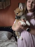 Valentino, a male Pembroke Welsh Corgi for sale in Spring Lake, MI – Photo 4 of 4