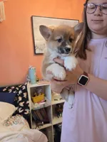 Valentino, a male Pembroke Welsh Corgi for sale in Spring Lake, MI – Photo 2 of 4