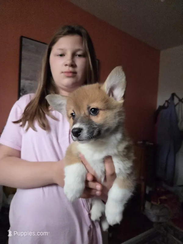 Valentino – Pembroke Welsh Corgi puppy for sale in Spring Lake, MI