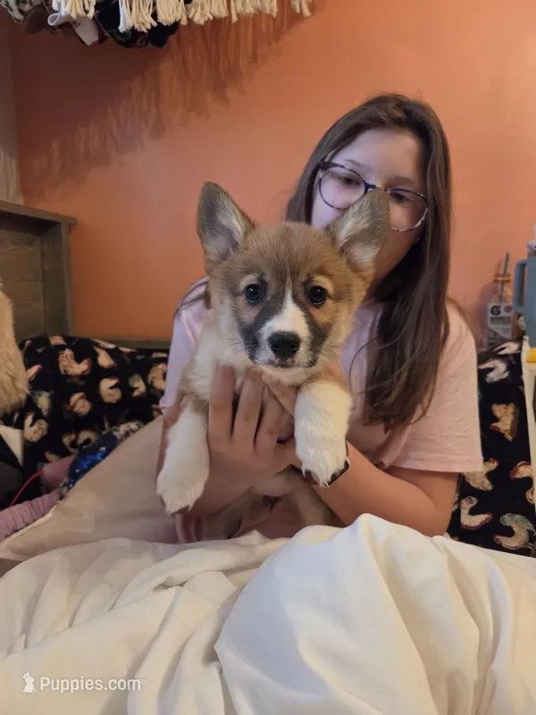 Ruby, a female Pembroke Welsh Corgi for sale in Spring Lake, MI – Photo 1 of 1
