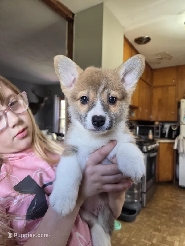 Cupid – Pembroke Welsh Corgi puppy for sale in Spring Lake, MI