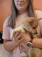 Rose, a female Pembroke Welsh Corgi for sale in Spring Lake, MI – Photo 3 of 3