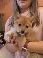 Rose, a female Pembroke Welsh Corgi for sale in Spring Lake, MI – Photo 2 of 3