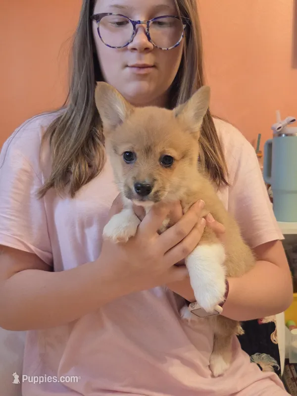 Rose – Pembroke Welsh Corgi puppy for sale in Spring Lake, MI