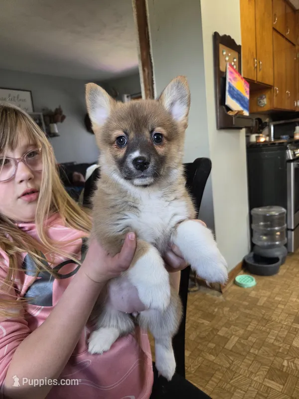 Juliet – Pembroke Welsh Corgi puppy for sale in Spring Lake, MI