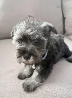 Ozzy, a male Miniature Schnauzer for sale in Downey, CA – Photo 3 of 3