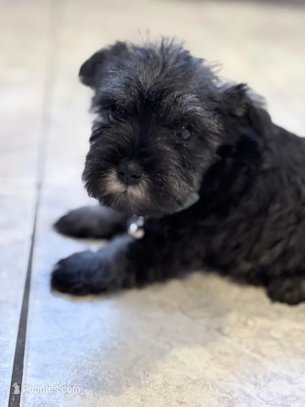 Ozzy – Miniature Schnauzer puppy for sale in Downey, CA