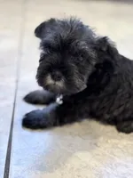 Ozzy, a male Miniature Schnauzer for sale in Downey, CA – Photo 2 of 3
