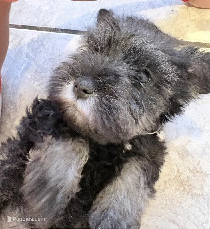 Ozzy – Miniature Schnauzer puppy for sale in Downey, CA