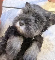 Ozzy, a male Miniature Schnauzer for sale in Downey, CA – Photo 1 of 3