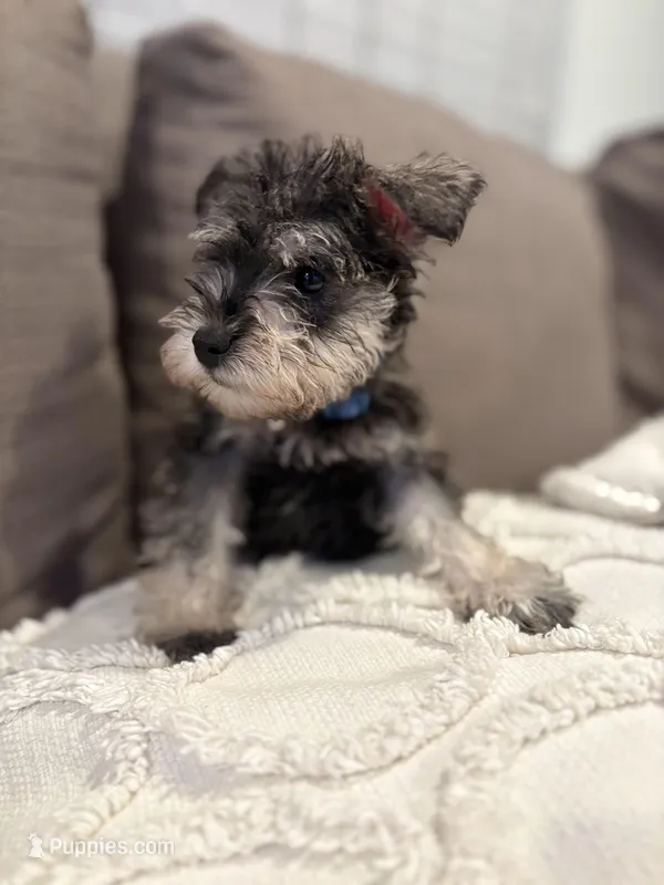Milo – Miniature Schnauzer puppy for sale in Downey, CA