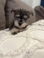 Milo, a male Miniature Schnauzer for sale in Downey, CA – Photo 4 of 4