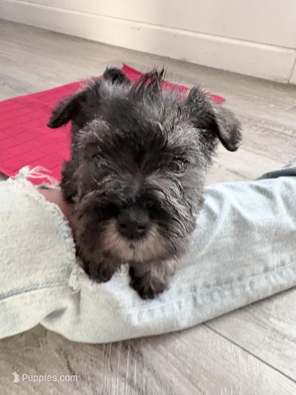 Milo – Miniature Schnauzer puppy for sale in Downey, CA
