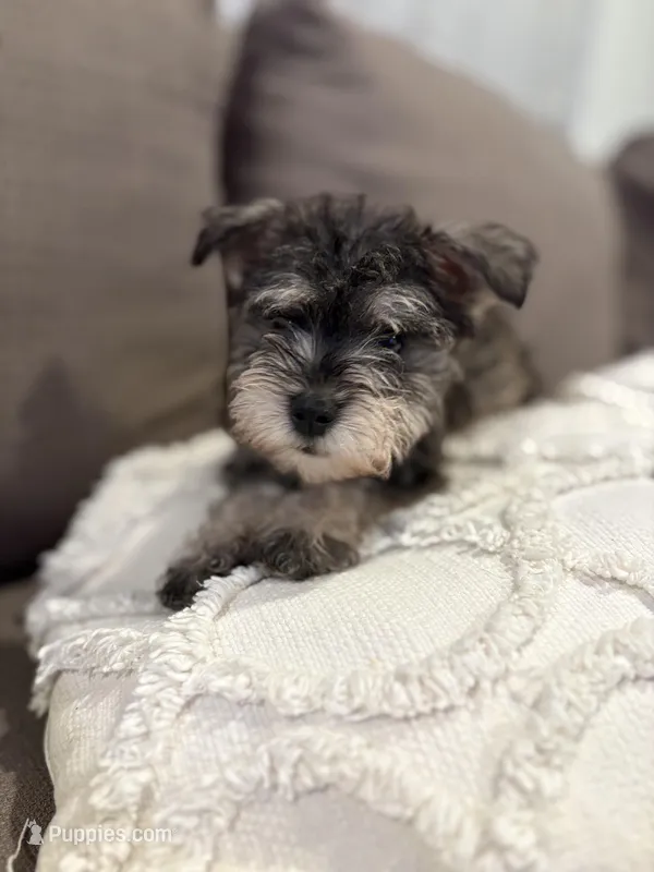 Milo – Miniature Schnauzer puppy for sale in Downey, CA