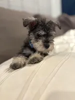 Milo, a male Miniature Schnauzer for sale in Downey, CA – Photo 2 of 4