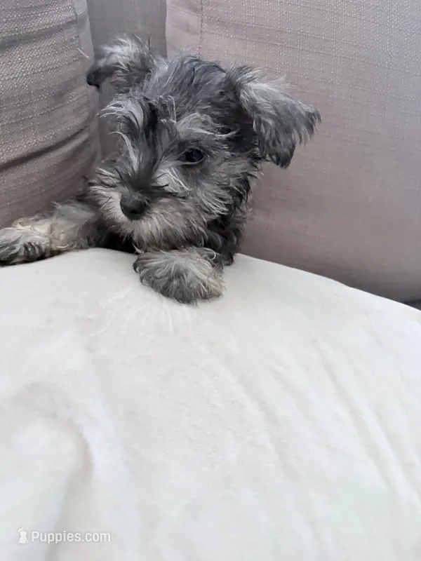 Violet  – Miniature Schnauzer puppy for sale in Downey, CA