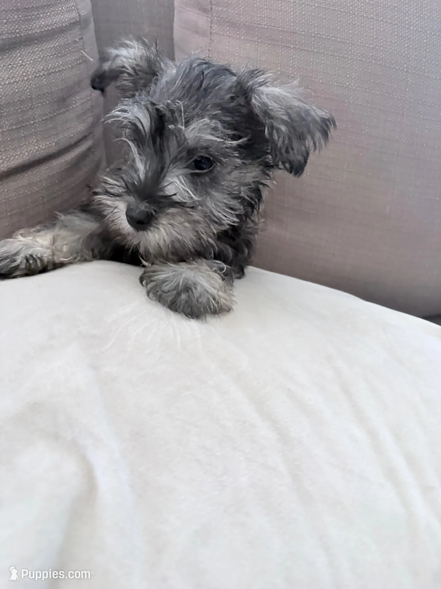 Violet , a female Miniature Schnauzer for sale in Downey, CA – 1 of 2