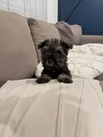 Coco, a female Miniature Schnauzer for sale in Downey, CA – Photo 2 of 2