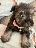 Nala, a female Miniature Schnauzer for sale in Downey, CA – Photo 2 of 4