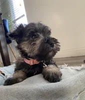 Nala, a female Miniature Schnauzer for sale in Downey, CA – Photo 4 of 4