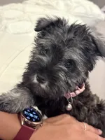 Zoe, a female Miniature Schnauzer for sale in Downey, CA – Photo 2 of 4