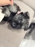 Zoe, a female Miniature Schnauzer for sale in Downey, CA – Photo 3 of 4