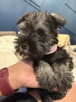 Zoe, a female Miniature Schnauzer for sale in Downey, CA – Photo 4 of 4