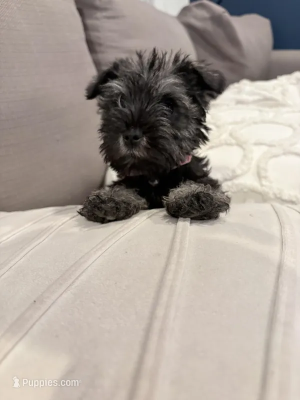 Zoe – Miniature Schnauzer puppy for sale in Downey, CA