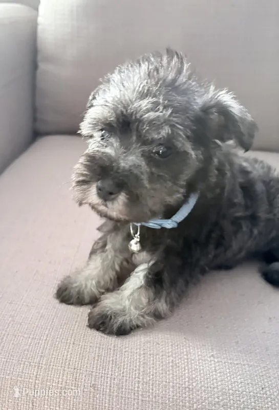 Rex – Miniature Schnauzer puppy for sale in Downey, CA